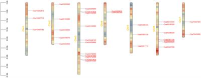 Genome-wide characterization, phylogenetic and expression analysis of ABCG gene subfamily in cucumber (Cucumis sativus L.)